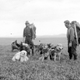 Illustration for article titled These Dogs are Honorary Geologists for Their Early Exploration of Alaska